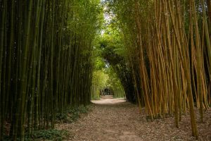 Matsuricon Méditerranée Japanese Festival in Saint Cyprien bamboo forest